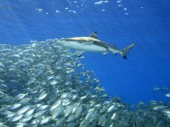 Solo Scuba Divers – Liveaboards without Single Supplements A blacktip reef shark, Carcharhinus melanopterus, swimming above a school of fish with sunbeams slanting through the blue water background. Uepi, Solomon Islands. Solomon Sea, Pacific Ocean