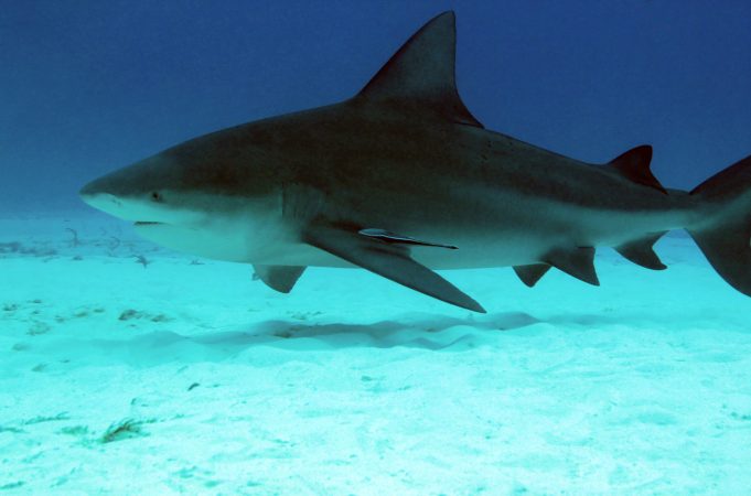 The extraordinary Bull Shark is as happy in freshwater as it is the sea Bull Shark (Carcharhinus Leucas)