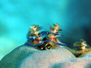 The Wonderful World of Christmas Tree Worms Multi-colored Christmas Tree Worm (Spirobranchus giganteus) on a Coral. Flores, Indonesia