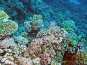 Turning the Tide: New Reef-World Impact Report Shows How Sustainable Tourism Is Protecting Fragile Coral Ecosystems Coral Reef, Red Sea. Jill Studholme/SCUBA Travel cc by 4.0