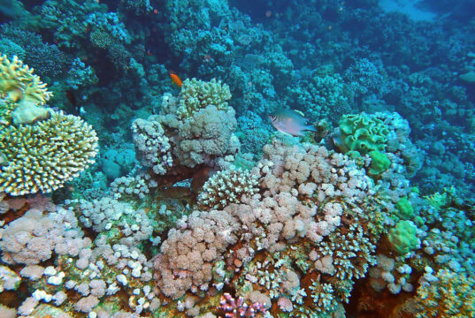 Turning the Tide: New Reef-World Impact Report Shows How Sustainable Tourism Is Protecting Fragile Coral Ecosystems Coral Reef, Red Sea. Jill Studholme/SCUBA Travel cc by 4.0