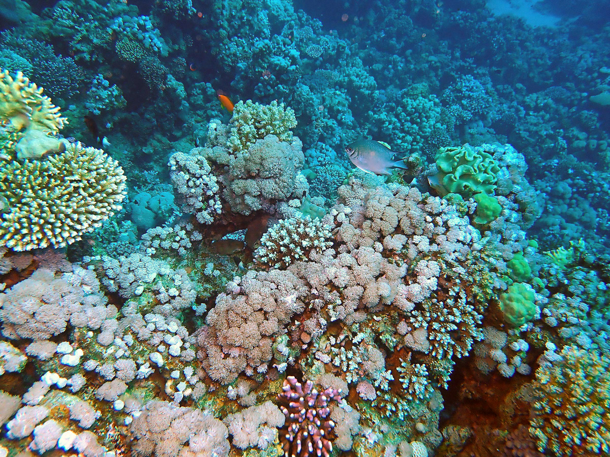 Coral Reef, Red Sea. Jill Studholme/SCUBA Travel cc by 4.0