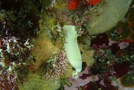 Join the great underwater Egg Case Hunt Shark Egg Case
