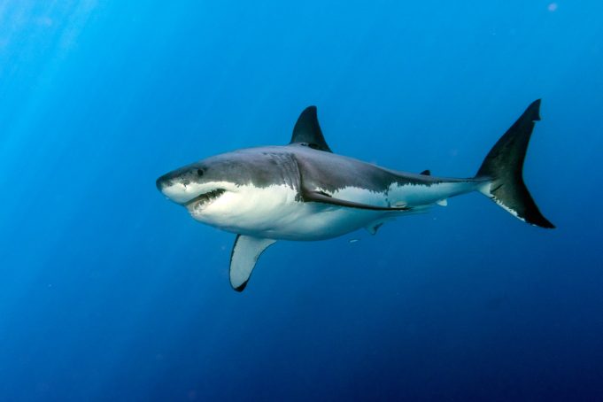Why closing Guadalupe Island puts sharks at risk – but it’s not too late to stop it in 2023 Great white shark
