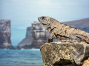 The Ultimate Guide to Galápagos Islands Diving A marine iguana perched on a volcanic rock overlooking the ocean and Pillars of Evolution pinnacle, for a Galápagos Islands Diving guide.