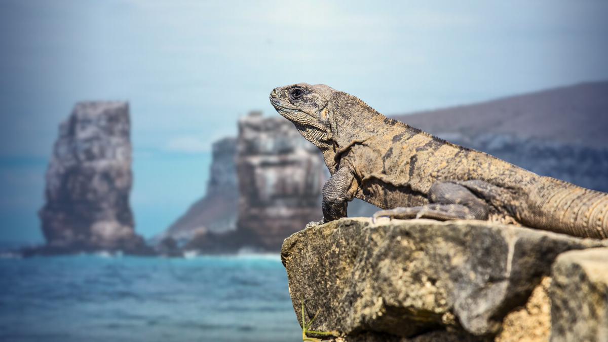 A marine iguana perched on a volcanic rock overlooking the ocean and Pillars of Evolution pinnacle, for a Galápagos Islands Diving guide.