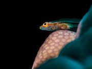Haunting the Coral Reefs: The Ghost Goby ghost goby redsea
