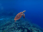 7 Under-Rated Dive Destinations for Spring Hawksbill turtle