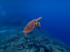 7 Under-Rated Dive Destinations for Spring Hawksbill turtle