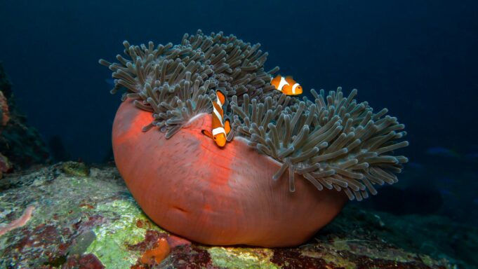 Off the Beaten Path: 10 Hidden Dive Destinations For Adventurous Travellers Clownfish
