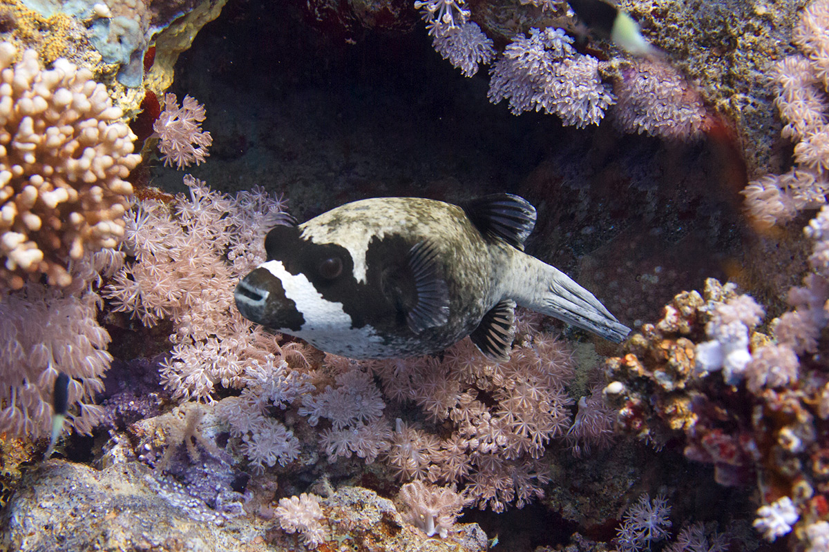 10 Fascinating facts about puffer fish – the most poisonous fish on the planet