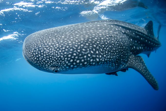 Volunteering with Maldives Whaleshark Research Program: Diving with a Purpose Whaleshark