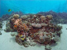 Top dive spots for 2026: where divers are heading this year Red Sea Reef Dahab
