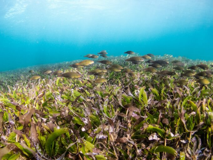 Hidden in plain sight: why Seagrass Meadows matter more than you think Seagrass meadow