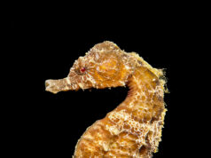 Underwater photography stresses seahorses Seahorse Mediterranean