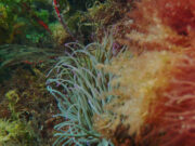 8 Fascinating facts about the Snakelocks Anemone Snakelocks Anemone in Isle of Man