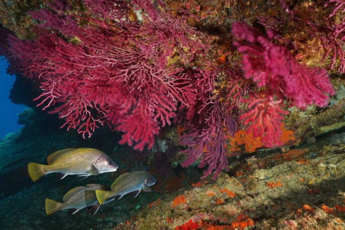Top 9 dives in the Mediterranean: how many have you dived? soft coral mediterranean sea