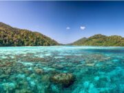 Surprising daytime spawning in Thailand corals Surin Islands, Thailand
